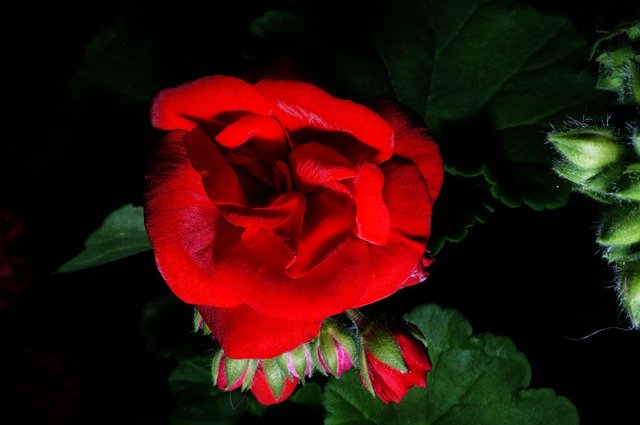 Free download Geranium Flower Nature -  free photo or picture to be edited with GIMP online image editor