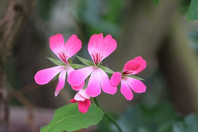 Free download Geranium Flower Pink -  free photo or picture to be edited with GIMP online image editor