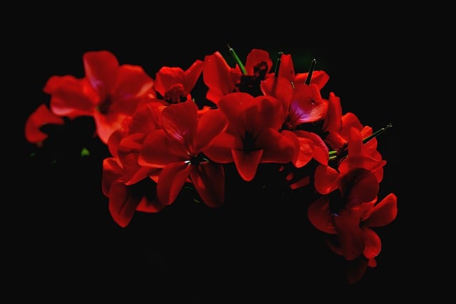 Free download geranium flowers red flowers flora free picture to be edited with GIMP free online image editor