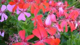 Free download Geranium Flowers Rossi -  free video to be edited with OpenShot online video editor