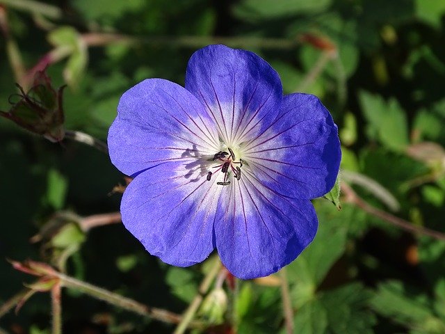 Free download Geranium Hardy Rozanne Flower -  free photo or picture to be edited with GIMP online image editor