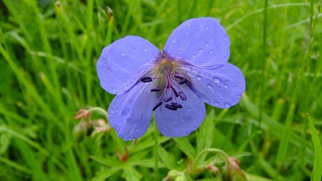 Descarga gratuita Geranium Nature Summer: foto o imagen gratuita para editar con el editor de imágenes en línea GIMP