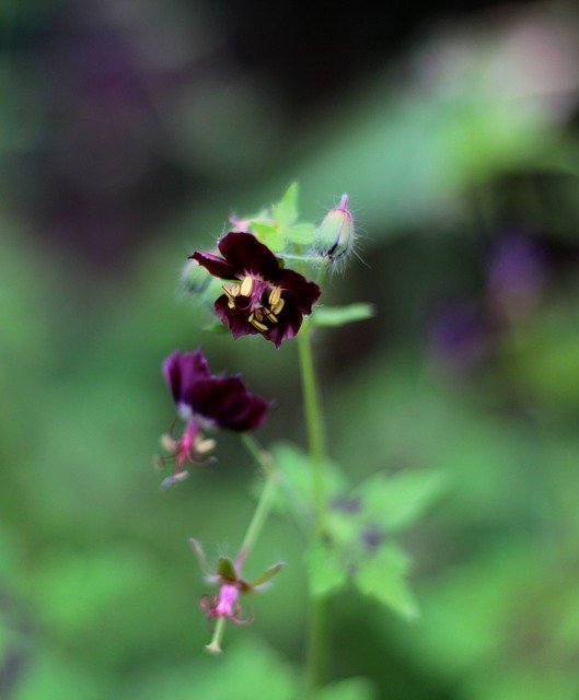Free download Geranium Phaeum Samobor Pelagonia -  free photo or picture to be edited with GIMP online image editor