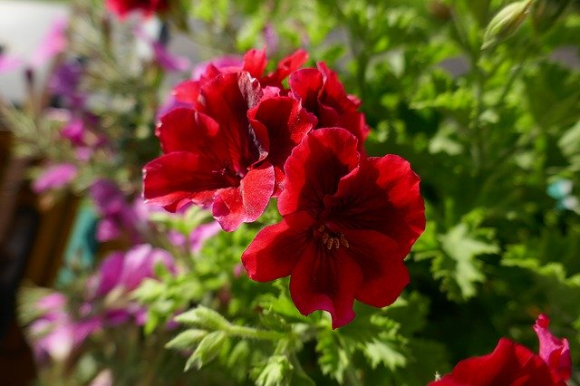 Kostenloser Download Geranium Red Flowers - kostenloses Foto oder Bild zur Bearbeitung mit GIMP Online-Bildbearbeitung