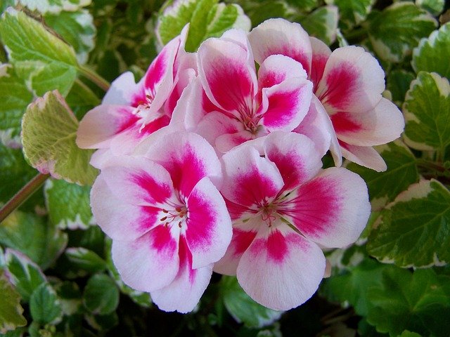 Free download Geranium Two Color Balcony -  free photo or picture to be edited with GIMP online image editor