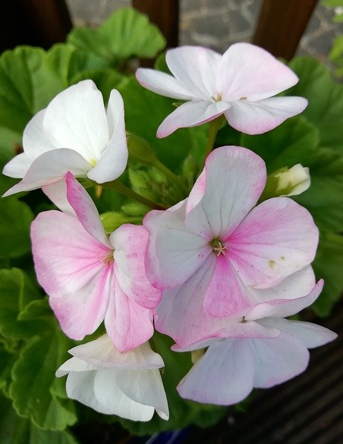 Free download Geranium White Pink -  free photo or picture to be edited with GIMP online image editor