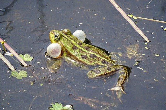 Téléchargement gratuit de Gerardo Frog Bubble Pond Of - photo ou image gratuite à éditer avec l'éditeur d'images en ligne GIMP