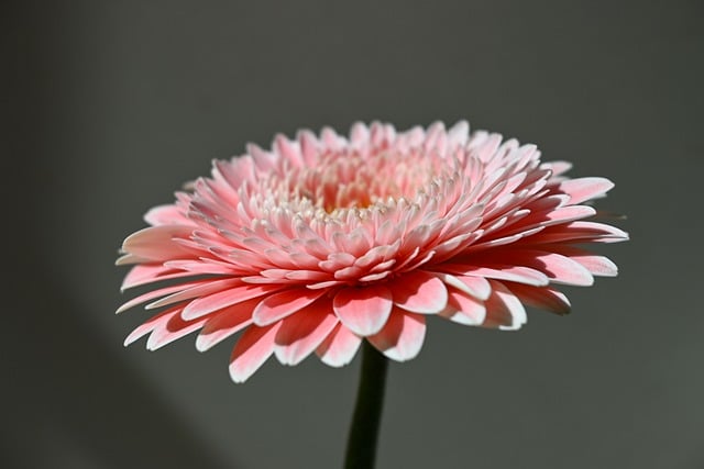 Free download gerbera daisy flower nature floral free picture to be edited with GIMP free online image editor