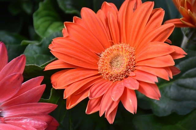 Free download gerbera daisy flower orange flower free picture to be edited with GIMP free online image editor