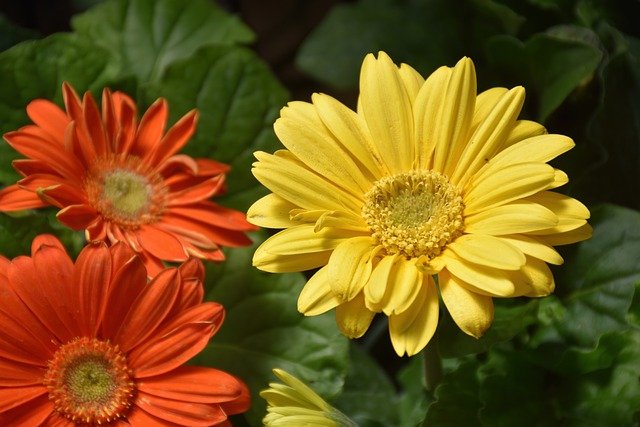 Free download gerbera daisy flowers orange daisy free picture to be edited with GIMP free online image editor