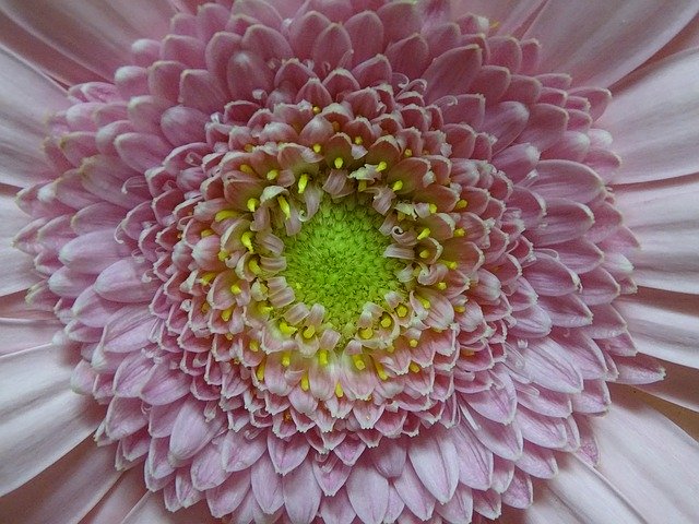 ດາວ​ໂຫຼດ​ຟຣີ Gerbera Flower Garden - ຮູບ​ພາບ​ຟຣີ​ຫຼື​ຮູບ​ພາບ​ທີ່​ຈະ​ໄດ້​ຮັບ​ການ​ແກ້​ໄຂ​ກັບ GIMP ອອນ​ໄລ​ນ​໌​ບັນ​ນາ​ທິ​ການ​ຮູບ​ພາບ​