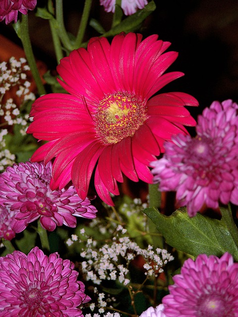 Free download gerbera flower red holiday free picture to be edited with GIMP free online image editor