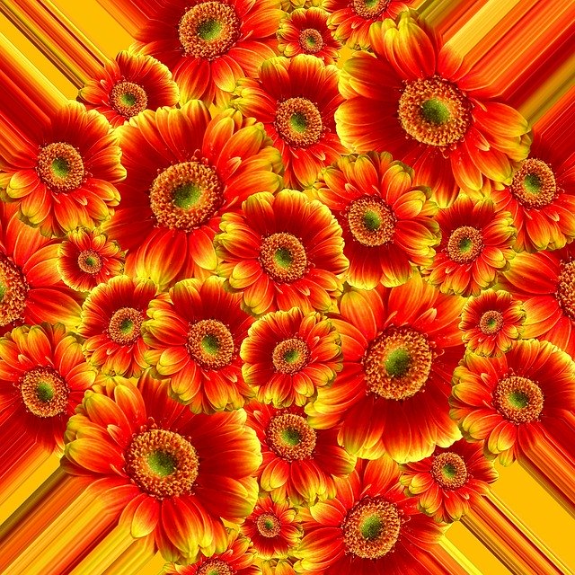 Free picture Gerbera Flowers Blossom -  to be edited by GIMP free image editor by OffiDocs