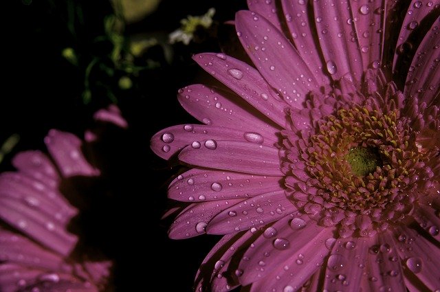 הורדה חינם פרח פרחי גרברה - תמונה או תמונה בחינם לעריכה עם עורך התמונות המקוון GIMP