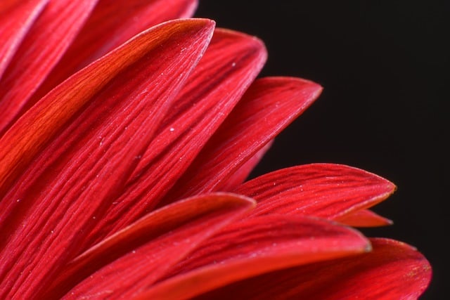 Free download gerbera nature bloom flower free picture to be edited with GIMP free online image editor