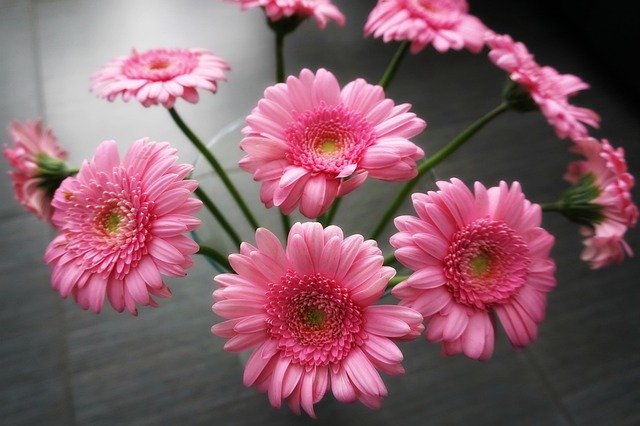 Descarga gratuita Gerbera Pink Flowers Grey - foto o imagen gratuita para editar con el editor de imágenes en línea GIMP