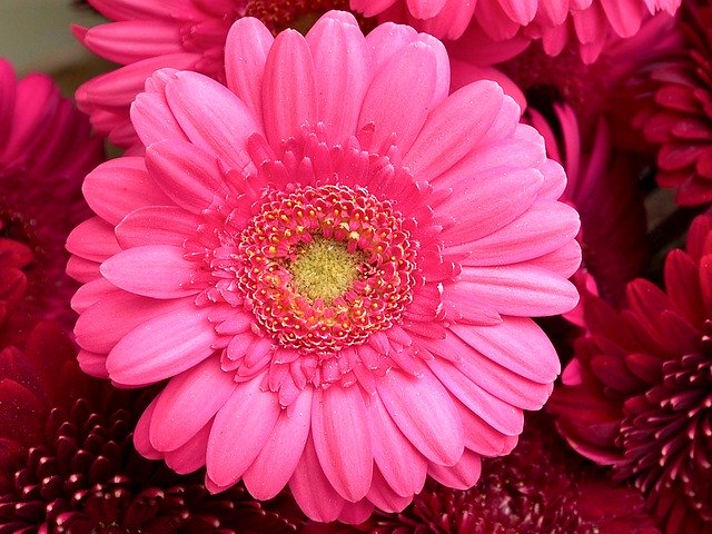 Free download Gerbera Pink Red -  free photo or picture to be edited with GIMP online image editor