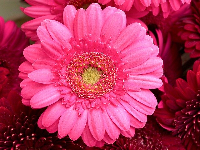 Unduh gratis Gerbera Pink Red - foto atau gambar gratis untuk diedit dengan editor gambar online GIMP