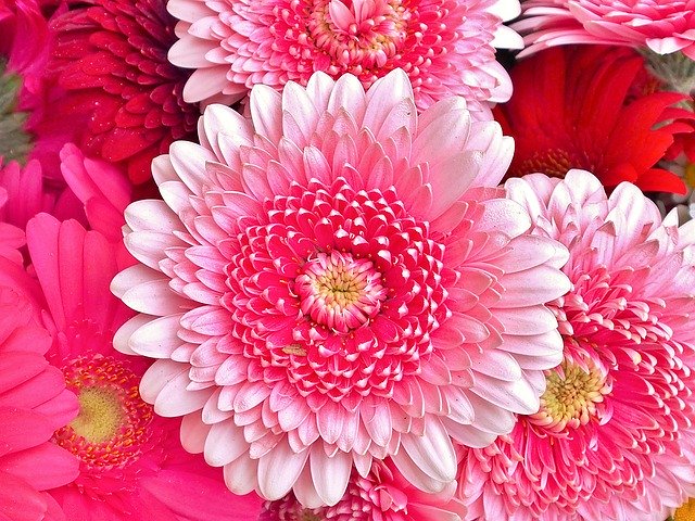 Free download Gerbera Rose Pink -  free photo or picture to be edited with GIMP online image editor