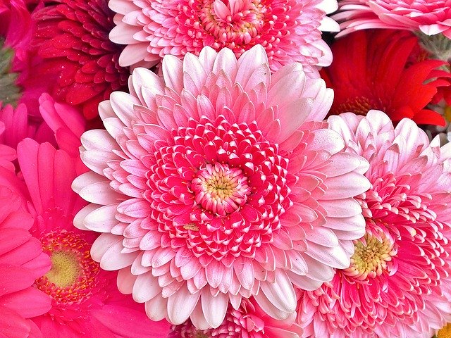 Скачать бесплатно Gerbera Rose Pink - бесплатное фото или изображение для редактирования с помощью онлайн-редактора изображений GIMP