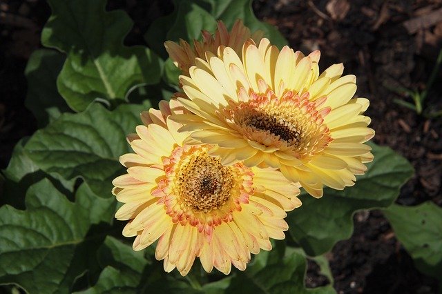 Free download Gerbera Yellow -  free photo or picture to be edited with GIMP online image editor