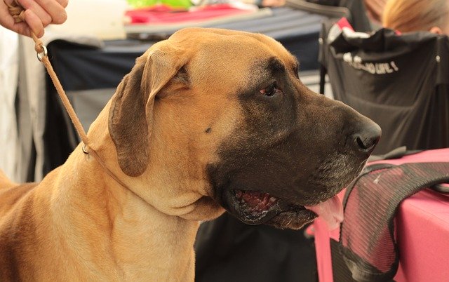 הורדה חינם של כלב גרמני חיית מחמד גדולה - תמונה או תמונה בחינם לעריכה עם עורך התמונות המקוון GIMP