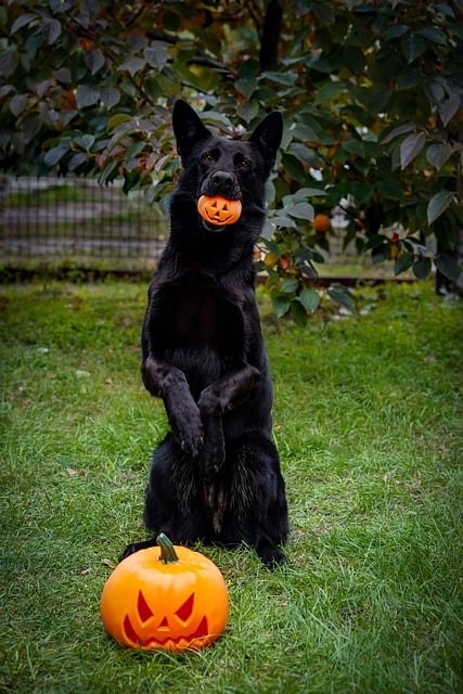 Free download german shepherd black dog halloween free picture to be edited with GIMP free online image editor