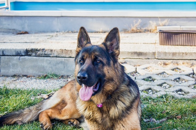 Free download german shepherd dog dogs animal free picture to be edited with GIMP free online image editor