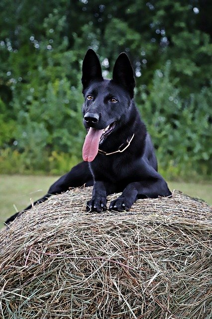 Free download German Shepherd Dog Haystack -  free photo or picture to be edited with GIMP online image editor