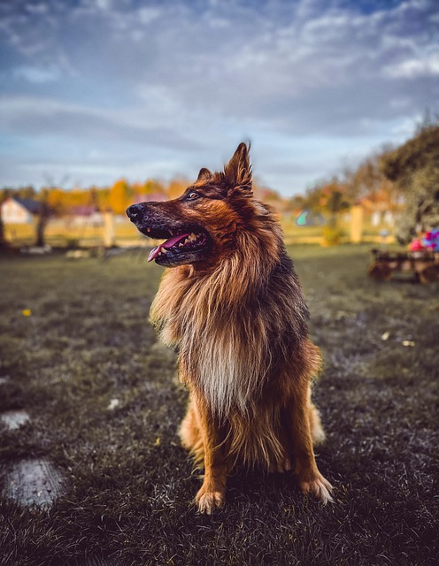 Free download german shepherd dog park dog park free picture to be edited with GIMP free online image editor