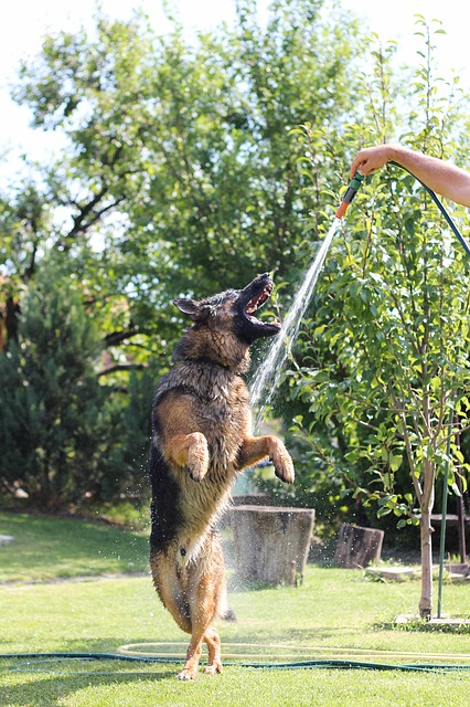 Free download german shepherd dogs animal free picture to be edited with GIMP free online image editor
