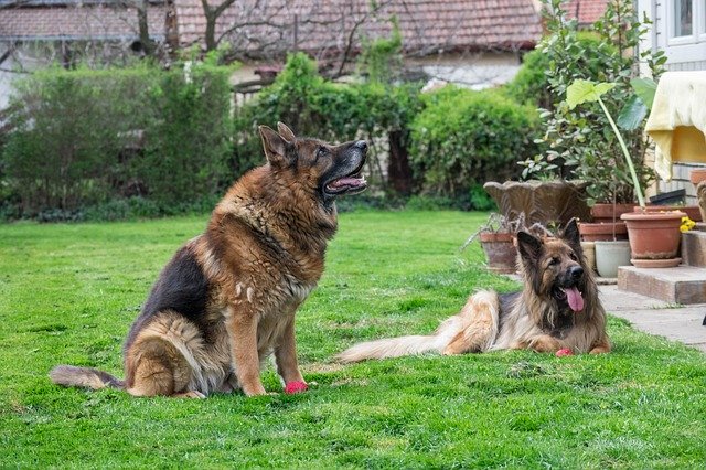 Free download German Shepherd Dogs Canine -  free photo or picture to be edited with GIMP online image editor