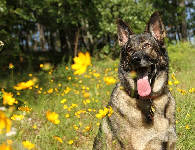 Free download German Shepherd Sitting In Flowers -  free photo or picture to be edited with GIMP online image editor