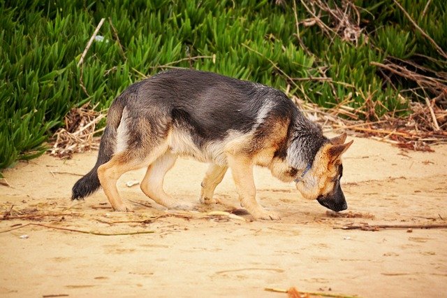 Free download german shepherd sniffing dog k9 free picture to be edited with GIMP free online image editor