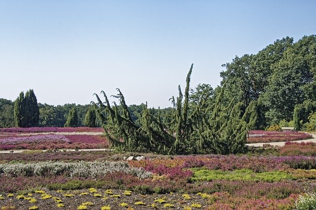 Безкоштовно завантажте Germany Schneverdingen Heath - безкоштовну фотографію чи зображення для редагування за допомогою онлайн-редактора зображень GIMP