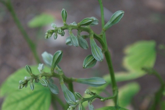 Descarga gratuita Germination Flower Natural - foto o imagen gratuita para editar con el editor de imágenes en línea GIMP