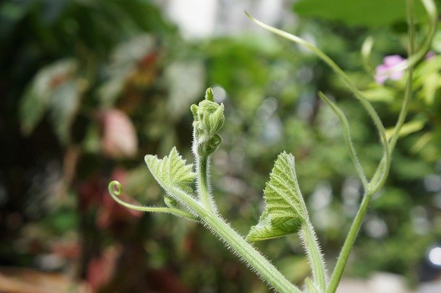 Téléchargement gratuit de Germination New Students Life - photo ou image gratuite à modifier avec l'éditeur d'images en ligne GIMP