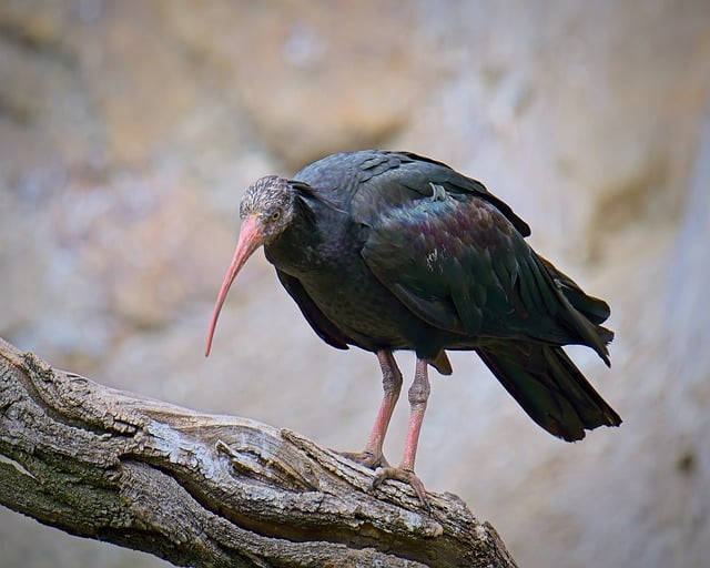 Free download gerontist hermit ibis bird feather free picture to be edited with GIMP free online image editor