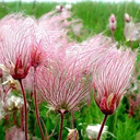 Geum triflorum flower wallpaper  screen for extension Chrome web store in OffiDocs Chromium