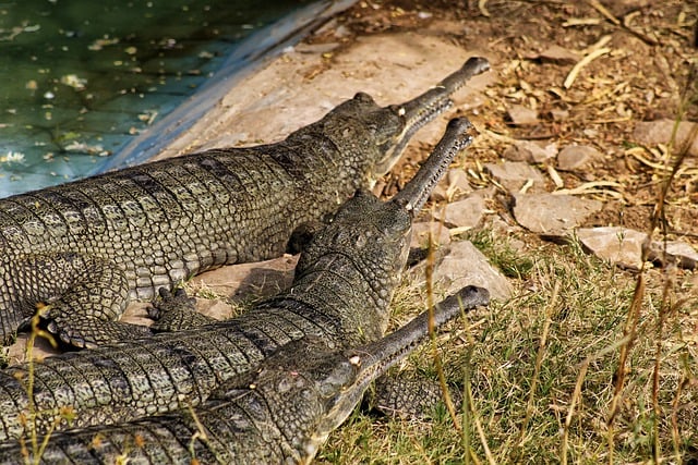 Free download gharial fish eating crocodiles free picture to be edited with GIMP free online image editor