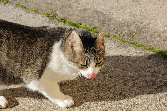 הורדה חינם Ghjattina Cat Tabby - תמונה או תמונה בחינם לעריכה עם עורך התמונות המקוון GIMP