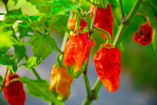 Download gratuito Ghost Pepper Hot Scoville - foto o immagine gratis da modificare con l'editor di immagini online di GIMP