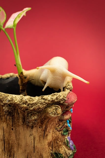 Free download giant african snail animal crawling free picture to be edited with GIMP free online image editor