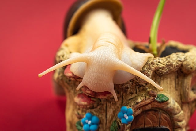 Free download giant african snail antenna crawling free picture to be edited with GIMP free online image editor