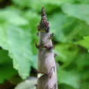 Giant bamboo shoots  screen for extension Chrome web store in OffiDocs Chromium