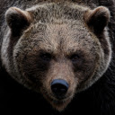 Giant bear  screen for extension Chrome web store in OffiDocs Chromium
