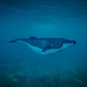Giant blue whale  screen for extension Chrome web store in OffiDocs Chromium
