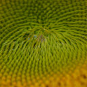 Giant calyx and dew drops  screen for extension Chrome web store in OffiDocs Chromium