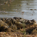 Giant crocodile  screen for extension Chrome web store in OffiDocs Chromium