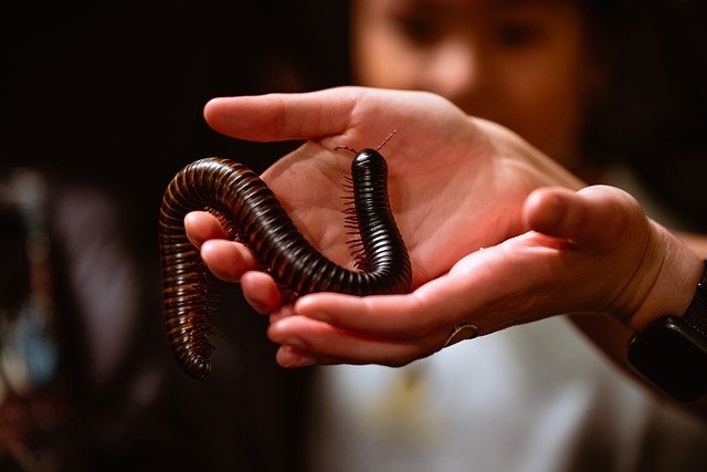 Free download giant millipede millipede arthropod free picture to be edited with GIMP free online image editor